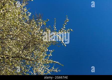 Blühender Ast aus Apfelkirsche mit weißen Blüten auf natürlichem dunkelblauen sonnigen Frühlingsshimmel Stockfoto