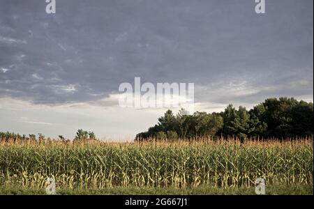 Maisfeld im Hudson Valley, New York. Stockfoto