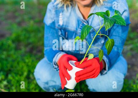 Eine kaukasische Frau in einem Jeansjumpsuit pflanzt im Garten. Ein Plastikbecher mit einem Pfeffersprieß, bereit für Sämlinge, in den Händen einer Frau. Frühjahrssämlinge. Pflanzenpflege. Gemüse gießen und umpflanzen. Konzentrieren Sie sich auf die Anlage. Selektiver Fokus. Speicherplatz kopieren. Stockfoto