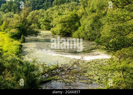 Landschaftsschutzgebiet Saarn-Mendener Ruhraue, Alt-Ruhrarm, Mülheim an der Ruhr, NRW, Deutschland Stockfoto