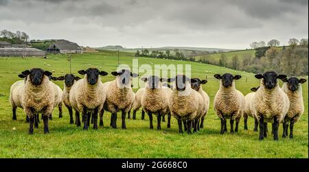 Eine Bildung/Sammlung von Pedigree Suffolk Schafe weiden auf dem Feld nicht zu Farm von der Farm. Alle schauen auf die Kamera und alle in sehr gutem Zustand. Stockfoto