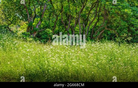 Ein großer Teil von weißen und gelben Gänseblümchen, gepflanzt unter einem Baumbestand aus grünen Bäumen mit vollen Blättern, eine wilde und wunderbare Szene in einem wunderschönen Wald. Stockfoto