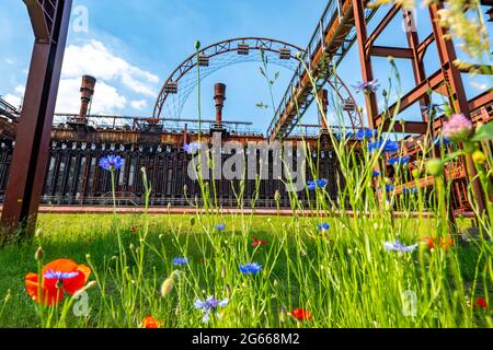 Zeche Zollverein Weltkulturerbe, Kokerei Zollverein, bunte Blumenwiese, Mohnblumen, Sonnenrad, Essen NRW, Deutschland, Stockfoto