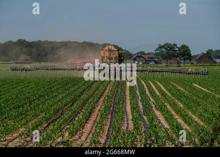 Ein Maisfeld, mit Jungpflanzen, wird mit Gülle befruchtet, Dünger selbstfahrend, bei Geldern, NRW, Deutschland, Stockfoto