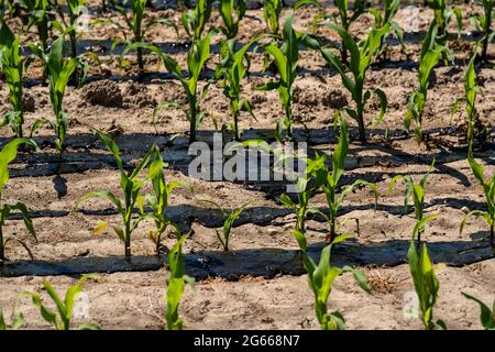 Ein Maisfeld, mit Jungpflanzen, wird mit Gülle gedüngt, bei Geldern, NRW, Deutschland, Stockfoto