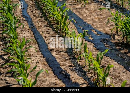 Ein Maisfeld, mit Jungpflanzen, wird mit Gülle gedüngt, bei Geldern, NRW, Deutschland, Stockfoto