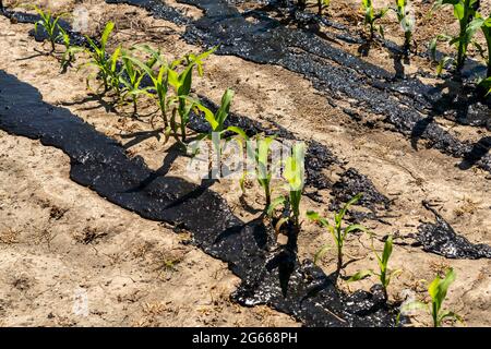 Ein Maisfeld, mit Jungpflanzen, wird mit Gülle gedüngt, bei Geldern, NRW, Deutschland, Stockfoto