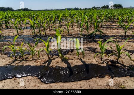 Ein Maisfeld, mit Jungpflanzen, wird mit Gülle gedüngt, bei Geldern, NRW, Deutschland, Stockfoto