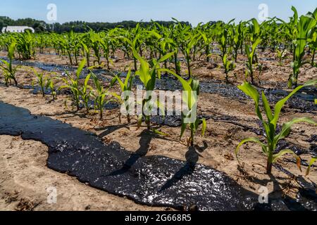 Ein Maisfeld, mit Jungpflanzen, wird mit Gülle gedüngt, bei Geldern, NRW, Deutschland, Stockfoto