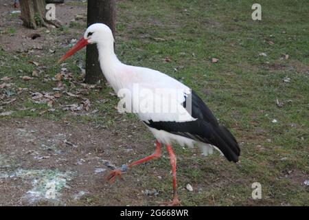 Ein Vogel, der vor einem Gewässer steht Stockfoto