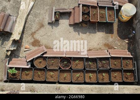 Ein Stück Fleisch auf einem Grill Stockfoto
