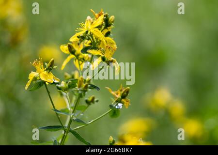 Im Sommer blühende Johanniskraut (Hypericum maculatum Crantz) Stockfoto