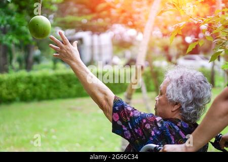 Asiatische ältere oder ältere alte Dame Frau sammeln Früchte aus dem Baum im Garten. Stockfoto