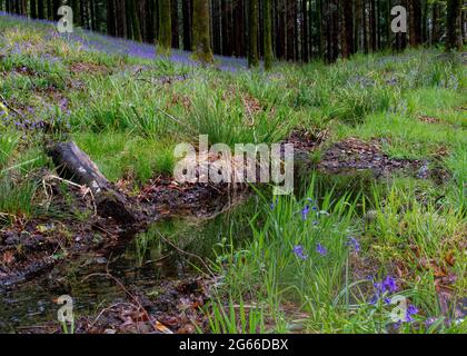 Bluebells Teppich aus dem Waldboden im Hooke Park, Dorset Stockfoto