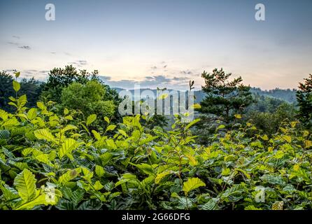 Wälder in den Bergen gegen bewölkten Himmel Stockfoto