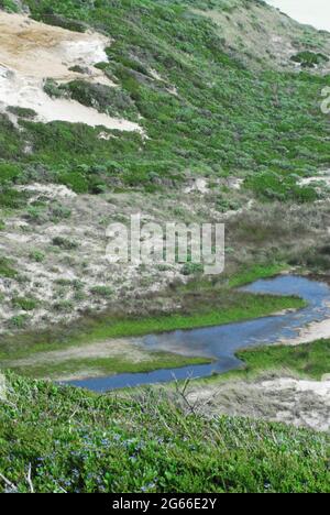 Eine üppige Landschaft aus weißen Sanddünen, die von blühenden Büschen bedeckt ist, entlang der abgelegenen Südwestküste Australiens. Stockfoto