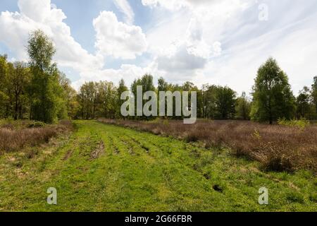 Torfgebiet De Peel, holländische Landschaft in den Niederlanden im Frühling mit schönem grünen Gras, Heidekraut, Bäumen und Grün an einem bewölkten Tag und einem Bl Stockfoto