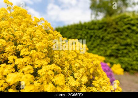 Goldene Aurinia saxatilis blüht mit vielen kleinen Blütenblättern, die wunderschön in einem Garten im Hinterhof blühen, umgeben von Grün an einem sonnigen Tag während des Spri Stockfoto
