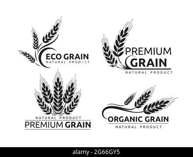 Premium grain flacher Vektor-Schriftzug in schwarzen Silhouetten-Designs Set. Biologische Getreidekulturen, Werbung für Naturprodukte. Reife Weizenohren Cartoon Stock Vektor