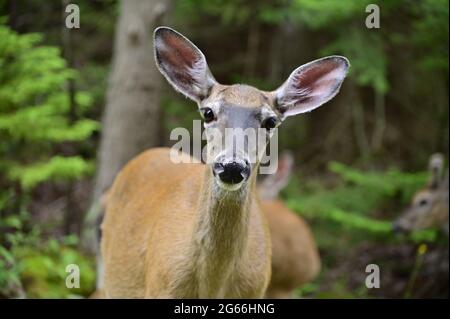 Die weiße Schwanzzahne schaut vorsichtig in Richtung Kamera. Nahaufnahme eines jungen Hirsches, der die Kamera anschaut. Stockfoto