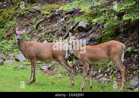 Zwei nordamerikanische Weißschwanzhirschen auf einem Rasen. Sie sind männlich und weiblich. Stockfoto