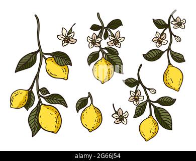 Vektorgrafik für saftige gelbe Zitrone. Vitamin frisches Obst natürliche Bio-Pflanzensammlung. Tropische vegetarische gesunde Natur Kunst. Stock Vektor