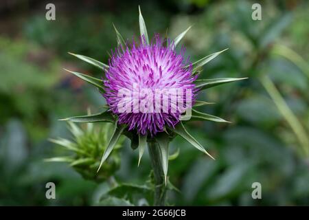 Ganze frische, violette Milchdistel Blume aus nächster Nähe im Freien Stockfoto