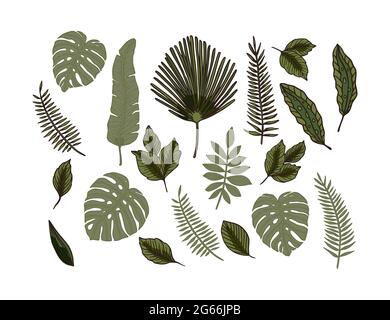 Natur Sommer Palmenblatt Pflanzen gesetzt. Tropische Vektor Dschungel exotische Botanik Cliparts Icon Kollektion. Tropic Illustration isoliertes Design. Stock Vektor