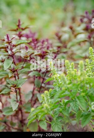 Grünes und violettes Feld-Basilikum mit Stielen, Blättern. Frische Kräuter für Gewürze und Kochen. Süßes Basilikum im Gartenbett. Stockfoto