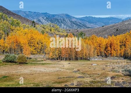 Haufen von Aspen im Herbst in der östlichen Sierra Nevada, USA, verfärben meist gelbe Blätter, entlang einer unbefestigten Straße in der Nähe von Bridgeport, mit Gras mich Stockfoto