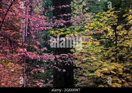 Herbstfarben auf dem South Grove Trail des Calaveras Big Trees State Park, Kalifornien, USA, mit Dogwood- und Platanenblättern gegen einen Nadelbaum Stockfoto