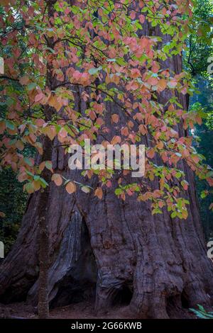 Herbstfarben auf dem South Grove Trail des Calaveras Big Trees State Park, Kalifornien, USA, mit Dogwood-Blättern gegen einen riesigen Sequoia Stockfoto