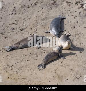 Elefantenrobben, Mirounga angustirostris, am Ufer der Point Reyes National Seashore, sonnen sich in der Sonne - kalifornisches Meeressäuger Stockfoto