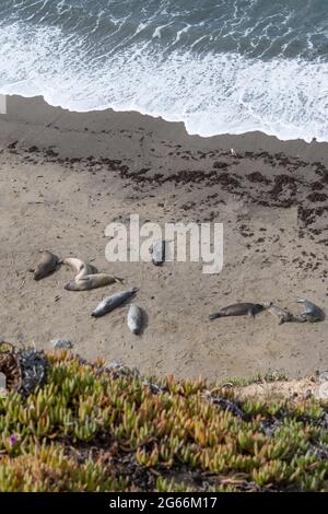 Elefantenrobben am Ufer der Point Reyes National Seashore, die sich von oben in der Sonne sonnen und das Meer, die Sand- und Eispflanze hervorheben - Stockfoto