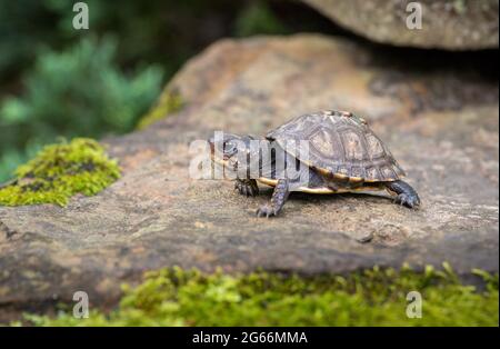 Kleine Baby Waldkastenschildkröte (Terrapene carolina) kriecht auf einem Felsen mit Moos darauf Stockfoto