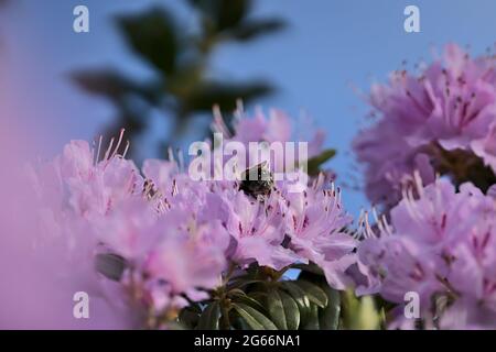 Schöne Frühlings-Nahaufnahme von Hummel (Bombus), effizienter Bestäuber, sammelt Pollen von lila wilden Rhododendron blühenden Blumen, Dublin Stockfoto