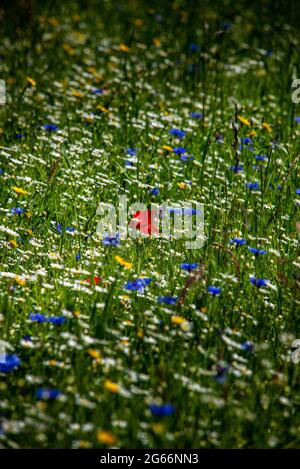 In den schottischen Grenzen wachsen wilde Blumen wie Mohn, Kornblume und Gänseblümchen. Stockfoto
