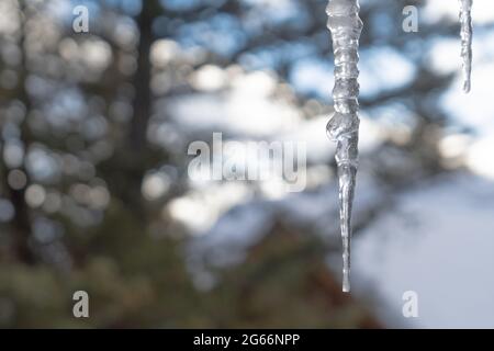 Gefrorene Eiszapfen, die im Winter an der Dachrinne hängen Stockfoto