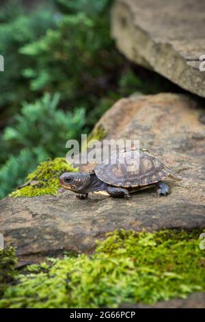 Kleine Baby Waldkastenschildkröte (Terrapene carolina) kriecht auf einem Felsen mit Moos darauf Stockfoto