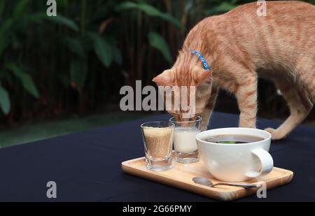 Orangefarbene Katze mit blauem Kragen und Milch auf dem Couchtisch. Tisch im Garten mit grünen Blättern im Hintergrund. Kopierbereich. Stockfoto