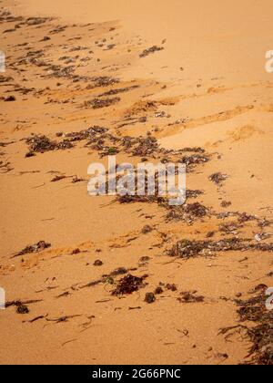 Algen im Sand in der Nähe der Küste des Strandes bei den Taroa Dunes, La Guajira, Kolumbien Stockfoto
