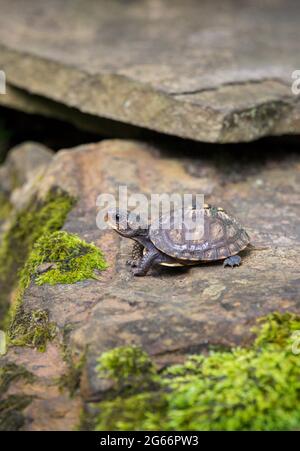 Kleine Baby Waldkastenschildkröte (Terrapene carolina) kriecht auf einem Felsen mit Moos darauf Stockfoto