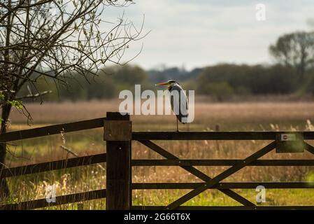 Gray Heron thronte auf dem Fenland-Tor. Strumpshaw Fen, April 2021 Stockfoto