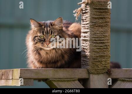 Tabby Katze auf Garten Kratzpfosten Plattform ii. Blickling, Mai 2021 Stockfoto