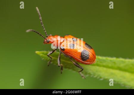 Ein Sechsfleckiger Neolema (Neolema sexpunctata)-Käfer steht auf der Blattspitze. Stockfoto