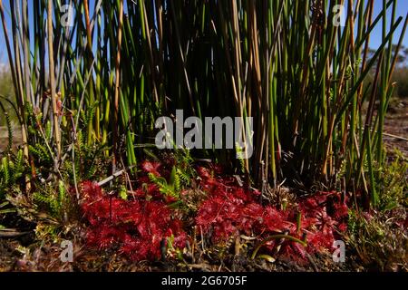 Leuchtend rote Rosetten der löffelblättrigen Sonnentaue Drosera spatulata in sumpfiger Gegend auf Tasmanien Stockfoto