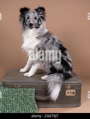 Ein süßer shetland-Schäferhund, der auf einem Koffer vor beigem Hintergrund sitzt Stockfoto