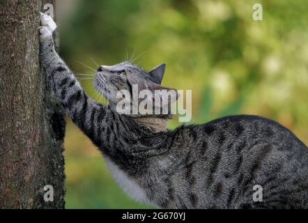 Katze kratzt sich an den Krallen in einem Baum Stockfoto