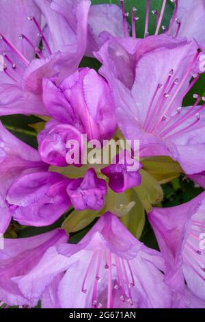 Rhododendronblüte aus einem ungewöhnlichen Winkel von oben betrachtet Stockfoto