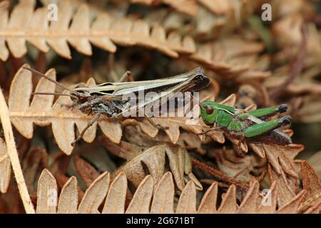 Gewöhnlicher Feldgrasshopper Chorthippus brunneus Erwachsener links und Wiesengrasshopper Chorthippus parallelus Nymphe rechts Stockfoto